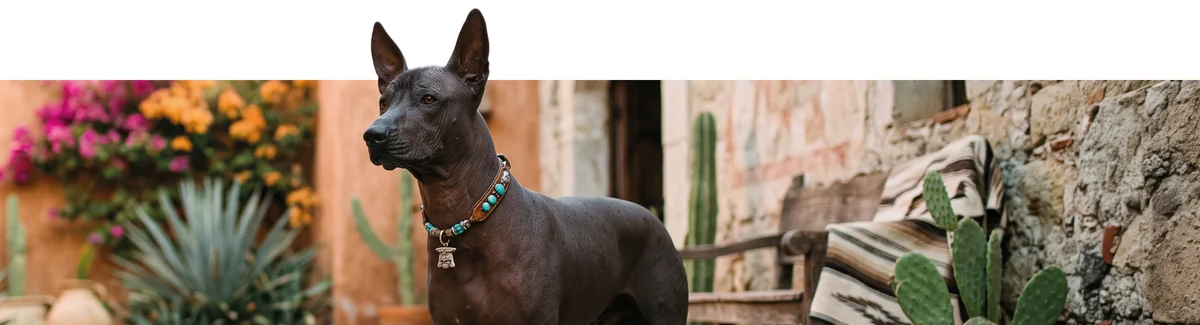 Xoloitzcuintle - 2do Informe Nadia Navarro
